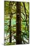 Tongass National Forest, Alaska-Mark A Johnson-Mounted Premium Photographic Print