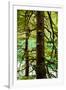 Tongass National Forest, Alaska-Mark A Johnson-Framed Photographic Print