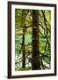 Tongass National Forest, Alaska-Mark A Johnson-Framed Photographic Print