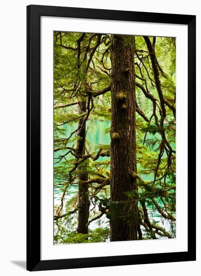 Tongass National Forest, Alaska-Mark A Johnson-Framed Photographic Print