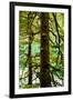 Tongass National Forest, Alaska-Mark A Johnson-Framed Photographic Print