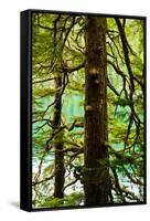 Tongass National Forest, Alaska-Mark A Johnson-Framed Stretched Canvas