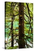 Tongass National Forest, Alaska-Mark A Johnson-Stretched Canvas