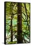 Tongass National Forest, Alaska-Mark A Johnson-Framed Stretched Canvas