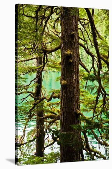 Tongass National Forest, Alaska-Mark A Johnson-Stretched Canvas