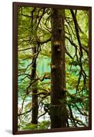 Tongass National Forest, Alaska-Mark A Johnson-Framed Photographic Print