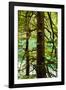 Tongass National Forest, Alaska-Mark A Johnson-Framed Photographic Print