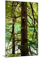 Tongass National Forest, Alaska-Mark A Johnson-Mounted Photographic Print