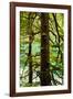 Tongass National Forest, Alaska-Mark A Johnson-Framed Photographic Print