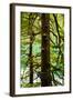 Tongass National Forest, Alaska-Mark A Johnson-Framed Photographic Print