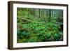 Tongass National Forest, Sitka, Alaska, USA-Mark A Johnson-Framed Photographic Print