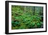 Tongass National Forest, Sitka, Alaska, USA-Mark A Johnson-Framed Photographic Print