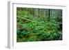 Tongass National Forest, Sitka, Alaska, USA-Mark A Johnson-Framed Photographic Print