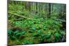 Tongass National Forest, Sitka, Alaska, USA-Mark A Johnson-Mounted Photographic Print