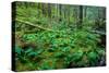 Tongass National Forest, Sitka, Alaska, USA-Mark A Johnson-Stretched Canvas