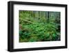 Tongass National Forest, Sitka, Alaska, USA-Mark A Johnson-Framed Photographic Print