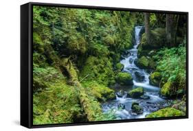 Tongass National Forest, Sitka, Alaska, USA-Mark A Johnson-Framed Stretched Canvas