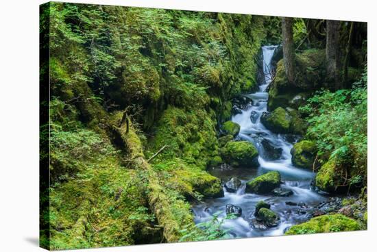 Tongass National Forest, Sitka, Alaska, USA-Mark A Johnson-Stretched Canvas