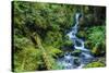 Tongass National Forest, Sitka, Alaska, USA-Mark A Johnson-Stretched Canvas