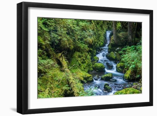 Tongass National Forest, Sitka, Alaska, USA-Mark A Johnson-Framed Photographic Print