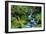 Tongass National Forest, Sitka, Alaska, USA-Mark A Johnson-Framed Photographic Print