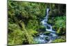 Tongass National Forest, Sitka, Alaska, USA-Mark A Johnson-Mounted Photographic Print