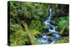 Tongass National Forest, Sitka, Alaska, USA-Mark A Johnson-Stretched Canvas