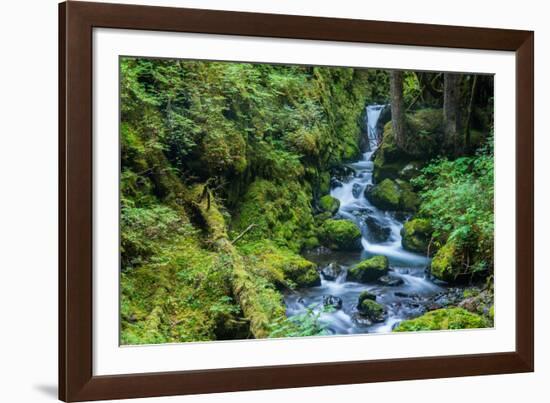 Tongass National Forest, Sitka, Alaska, USA-Mark A Johnson-Framed Photographic Print