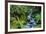 Tongass National Forest, Sitka, Alaska, USA-Mark A Johnson-Framed Photographic Print