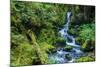 Tongass National Forest, Sitka, Alaska, USA-Mark A Johnson-Mounted Photographic Print