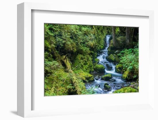 Tongass National Forest, Sitka, Alaska, USA-Mark A Johnson-Framed Photographic Print