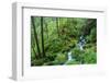 Tongass National Forest, Sitka, Alaska, USA-Mark A Johnson-Framed Photographic Print