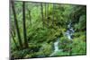 Tongass National Forest, Sitka, Alaska, USA-Mark A Johnson-Mounted Photographic Print