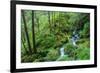 Tongass National Forest, Sitka, Alaska, USA-Mark A Johnson-Framed Photographic Print