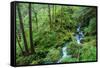 Tongass National Forest, Sitka, Alaska, USA-Mark A Johnson-Framed Stretched Canvas