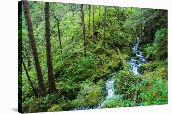 Tongass National Forest, Sitka, Alaska, USA-Mark A Johnson-Stretched Canvas