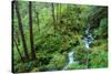 Tongass National Forest, Sitka, Alaska, USA-Mark A Johnson-Stretched Canvas