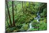 Tongass National Forest, Sitka, Alaska, USA-Mark A Johnson-Mounted Photographic Print