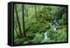 Tongass National Forest, Sitka, Alaska, USA-Mark A Johnson-Framed Stretched Canvas