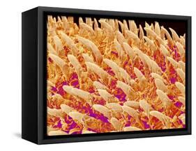 Tongue filiform papillae of a rabbit magnified x200-Micro Discovery-Framed Stretched Canvas