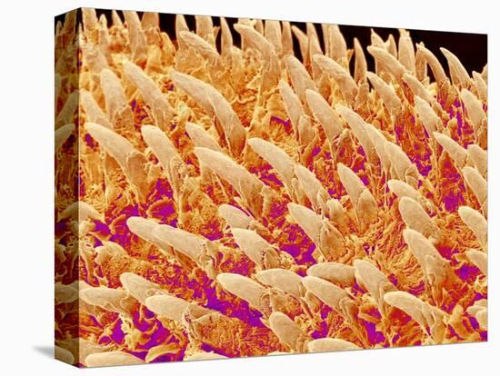 Tongue filiform papillae of a rabbit magnified x200-Micro Discovery-Stretched Canvas