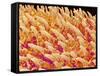Tongue filiform papillae of a rabbit magnified x200-Micro Discovery-Framed Stretched Canvas