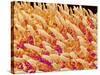 Tongue filiform papillae of a rabbit magnified x200-Micro Discovery-Stretched Canvas