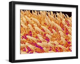 Tongue filiform papillae of a rabbit magnified x200-Micro Discovery-Framed Premium Photographic Print