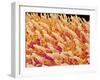 Tongue filiform papillae of a rabbit magnified x200-Micro Discovery-Framed Premium Photographic Print