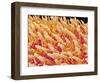 Tongue filiform papillae of a rabbit magnified x200-Micro Discovery-Framed Photographic Print