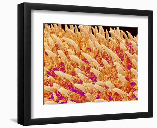 Tongue filiform papillae of a rabbit magnified x200-Micro Discovery-Framed Photographic Print