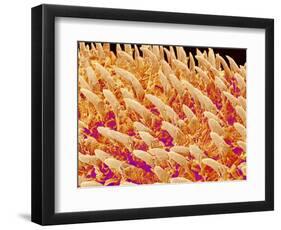 Tongue filiform papillae of a rabbit magnified x200-Micro Discovery-Framed Photographic Print