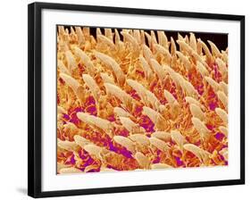Tongue filiform papillae of a rabbit magnified x200-Micro Discovery-Framed Photographic Print