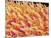 Tongue filiform papillae of a rabbit magnified x200-Micro Discovery-Mounted Photographic Print